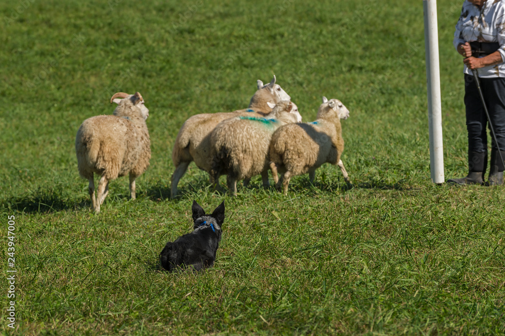 Stock Dog Sits Behind Sheep (Ovis aries) Waiting on Shepherds Instructions Stock Dog Sits Behind Sheep (Ovis aries) Waiting on Shepherds Instructions