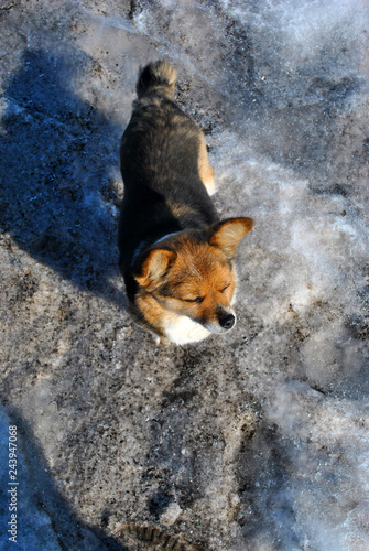 Small cute fluffy dog with white, brown and black patches standing on dirty melting snow and looking away, spring sunny day in park, top view
