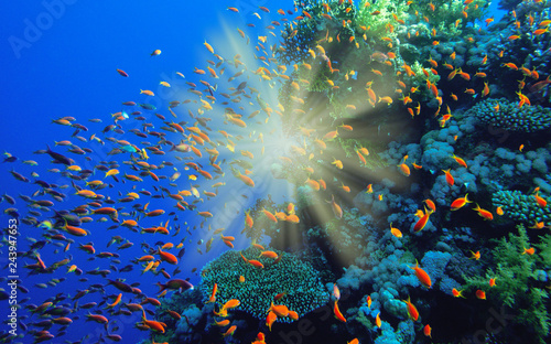 Coral reef in sunlight beams.