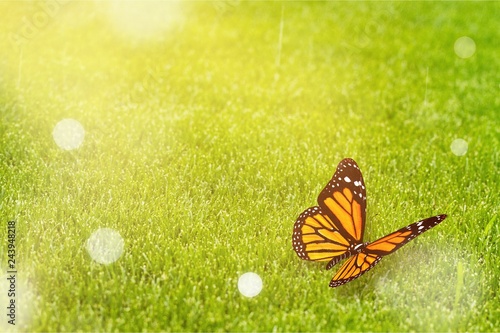 Black and Orange Butterfly