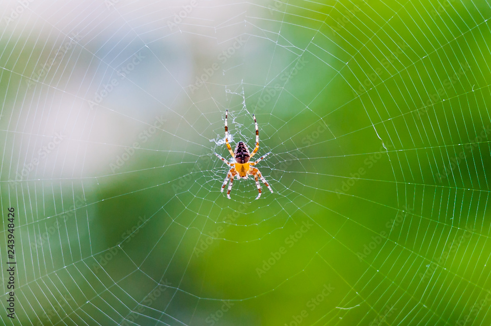 Yellow black Orb-weaver spider Araneid insect sitting on his spiderweb on green blurred background Yellow black Orb-weaver spider Araneid insect sitting on his spiderweb on green blurred background