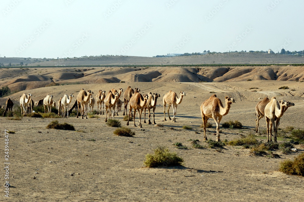 Arabian camel (Camelus dromedarius)