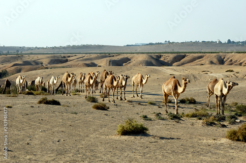 Arabian camel (Camelus dromedarius) © Photos by L