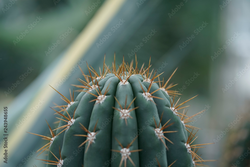 close up of a cactus close up of a cactus