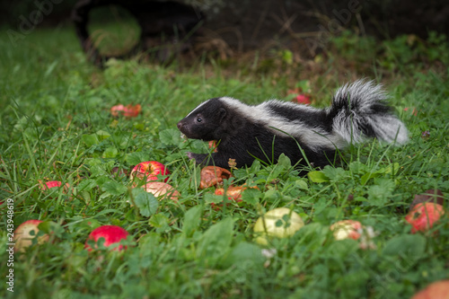 Striped Skunk (Mephitis mephitis) Kit Moves Left Through Grass and Apples Summer © geoffkuchera