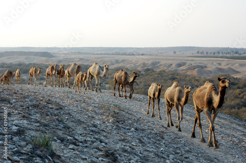 Arabian camel (Camelus dromedarius) © Photos by L