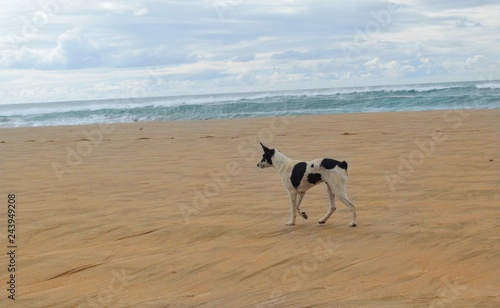 Dog Walking Along the Beach