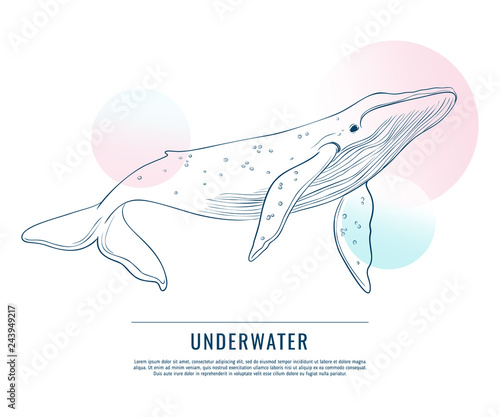 Huge whale with contrast circles doodle art. Vector advrtising sketch. Humpback with blue abstract shapes graphic concept. photo