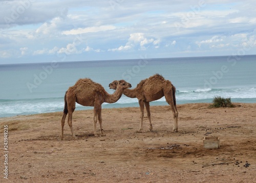 Two Camels in the Desert