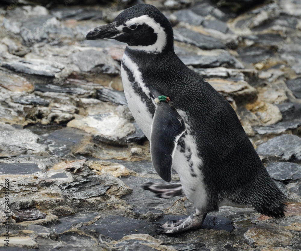 Naklejka premium Penguin 