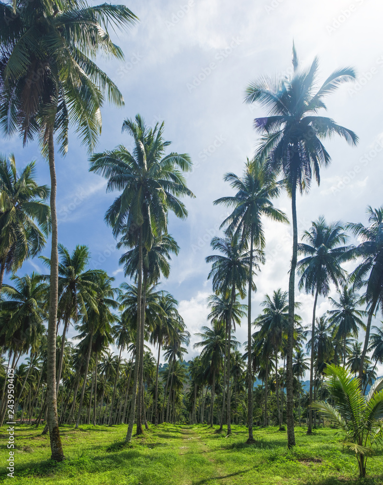 Fototapeta premium Relaxing in tropical nature. Road to the Nang Thong Beach among palms trees in Khao Lak, Thailand. Summer holiday vacation background