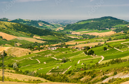 Cultivated hills in Oltrepo' Pavese (Lombardy, Italy) photo