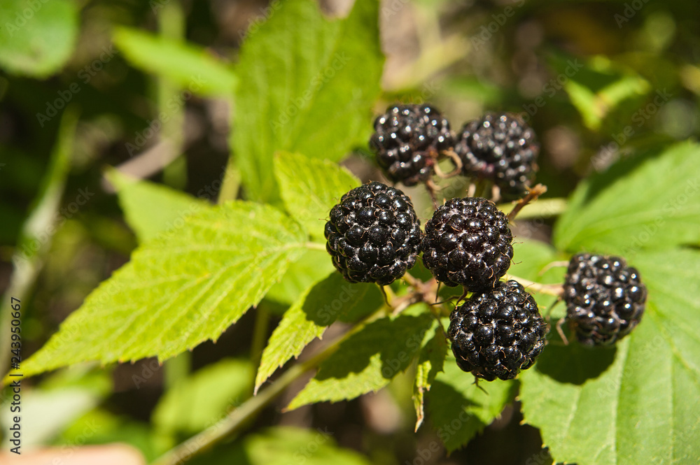 forestry berries, wild blackberry forestry berries, wild blackberry