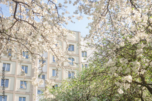 Wallpaper Mural The voice of spring against the background of flowering fruit trees, reviving after a winter sleep. Torontodigital.ca