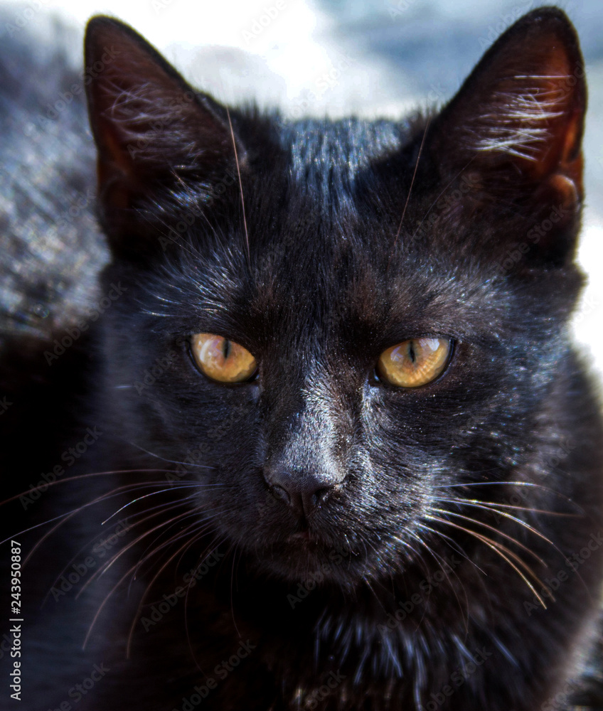 portrait of black cat