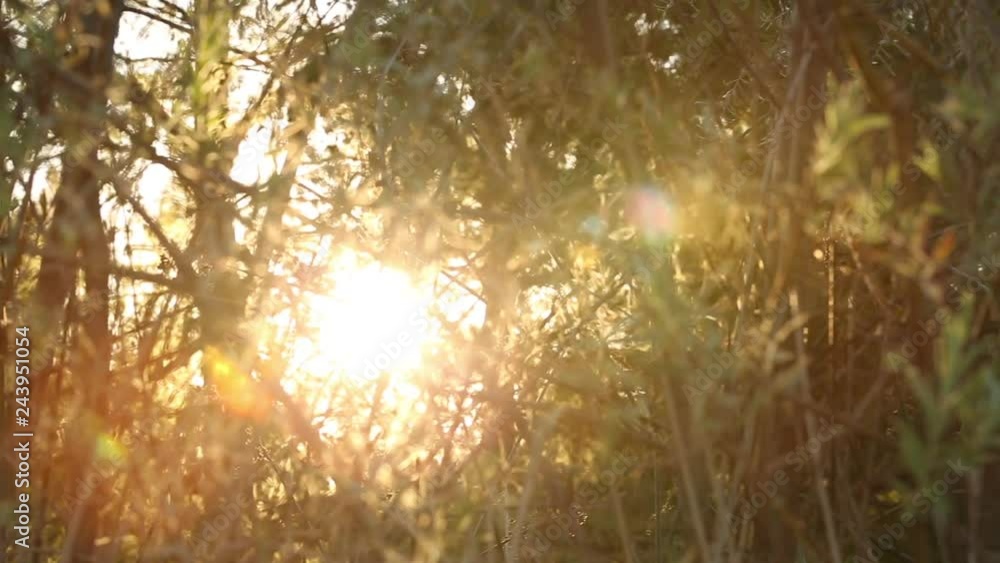 morning sunlight through leaves 