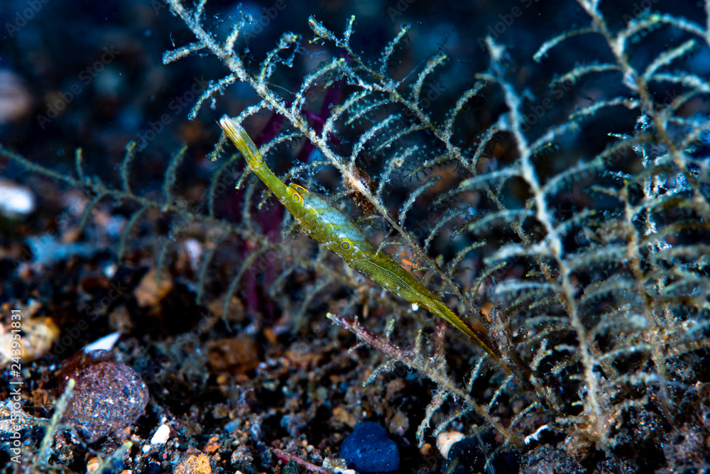 Ocellated tozeuma shrimp Tozeuma lanceolatum Ocellated tozeuma shrimp Tozeuma lanceolatum