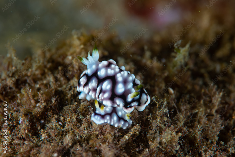 Fototapeta premium Chromodoris geometrica