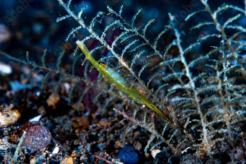 Ocellated tozeuma shrimp Tozeuma lanceolatum