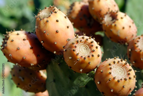 Cactus - opuntia - sabres photo