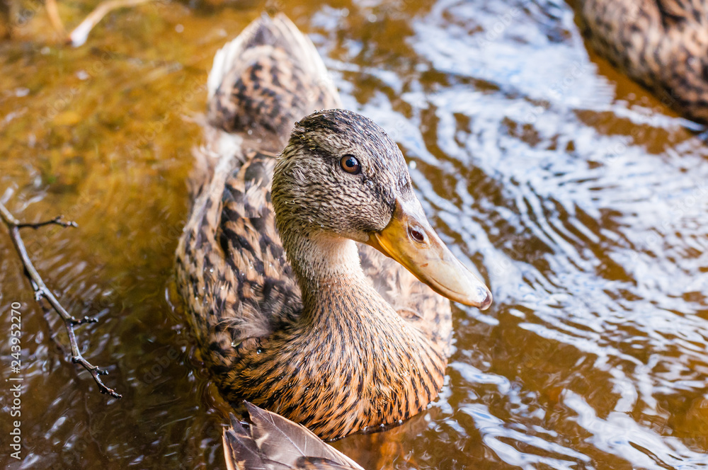 Close-up of a group of young brown ducks, ducklings swimming together in lake near the coast. Water birds species in the waterfowl family Anatidae. Close-up of a group of young brown ducks, ducklings swimming together in lake near the coast. Water birds species in the waterfowl family Anatidae.