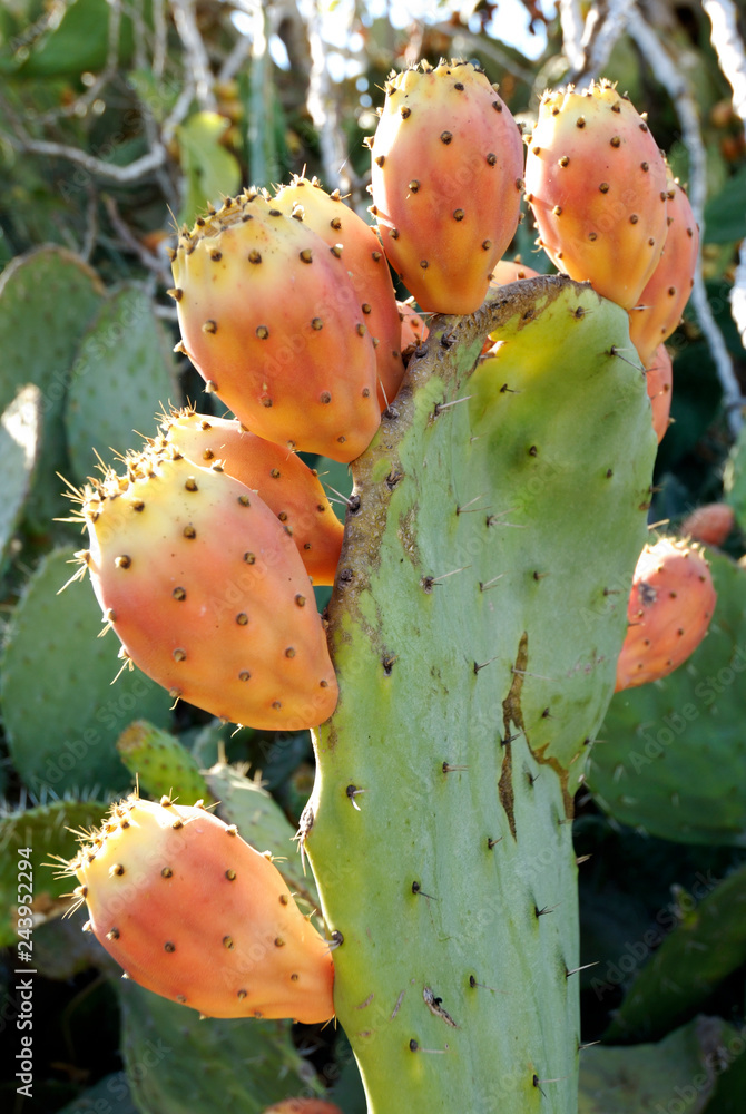 Cactus - opuntia - sabres