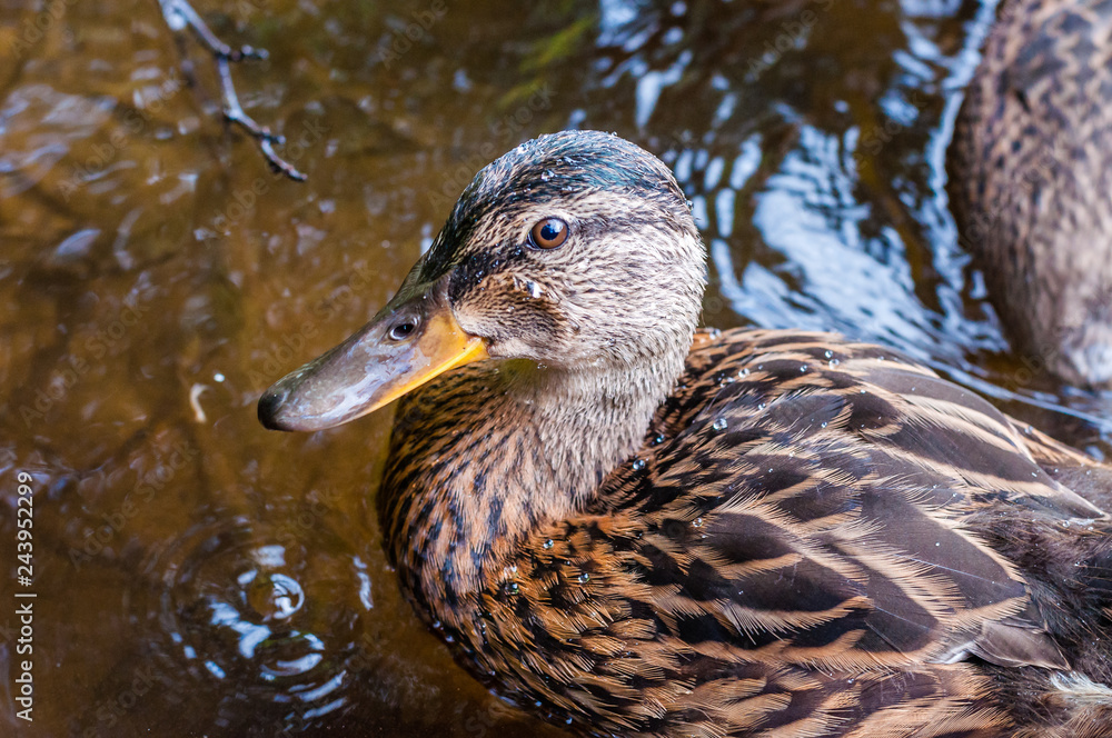 Close-up of a group of young brown ducks, ducklings swimming together in lake near the coast. Water birds species in the waterfowl family Anatidae. Close-up of a group of young brown ducks, ducklings swimming together in lake near the coast. Water birds species in the waterfowl family Anatidae.