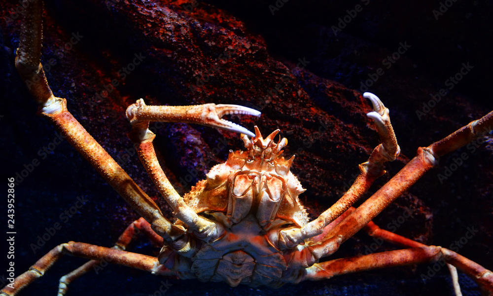 Giant spider crab / Japanese giant crab swimming underwater aquariumun