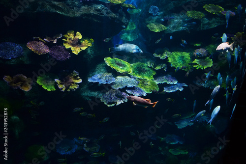 Marine life fish swimming underwater ocean colorful / Various types fish tank