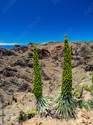 Tajinaste on the island La Palma, Canarias, in Roque de los muchachos overlooking the Caldera de Taburiente	 photo