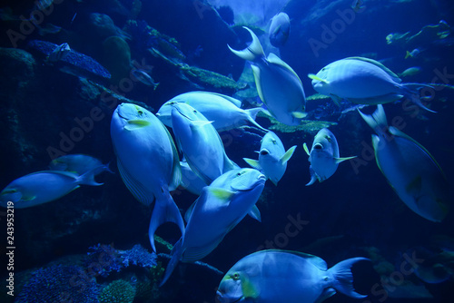 Yellowfin surgeonfish / Group of yellowfin surgeonfish swimming marine life underwater ocean in the school fish
