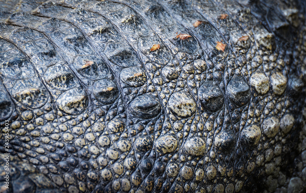 Crocodile skin hotsell