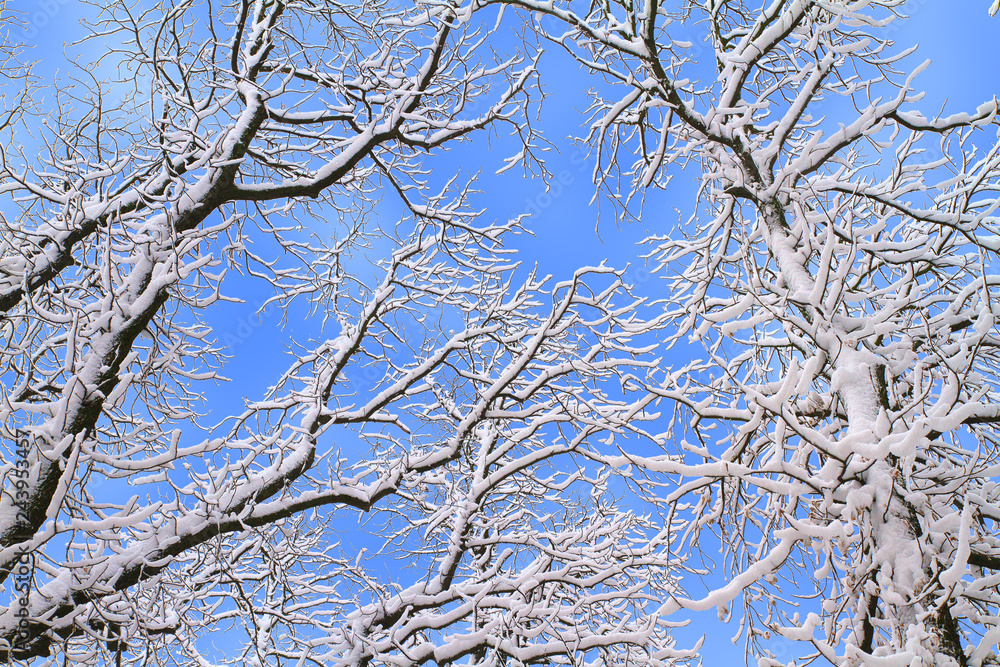 Winter background of snowy tree branches against blue sky. Trees covered with snow Winter background of snowy tree branches against blue sky. Trees covered with snow