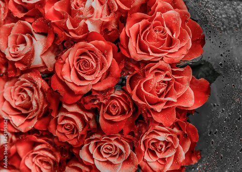 Bright red flowers of a rose  covered with dew drops. Beautiful big bouquet of roses. Unusual bouquet.