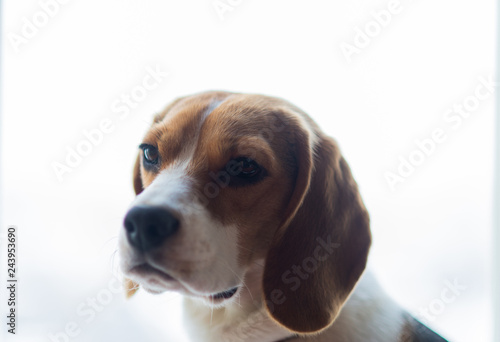 beagle in front of white background