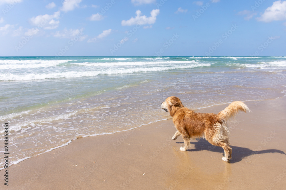 Young golden retriever running on the beach Young golden retriever running on the beach