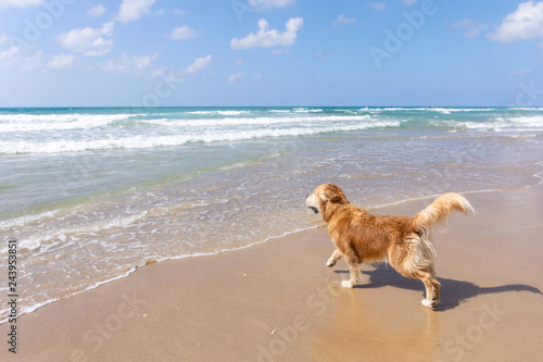Young golden retriever running on the beach