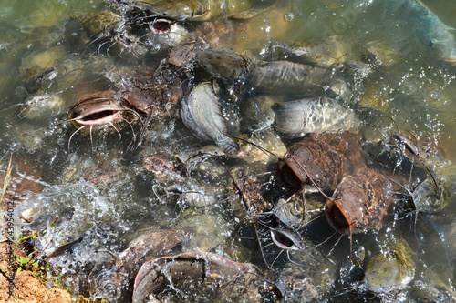 Feed fish freshwater in ponds / Many Catfish feeding food 