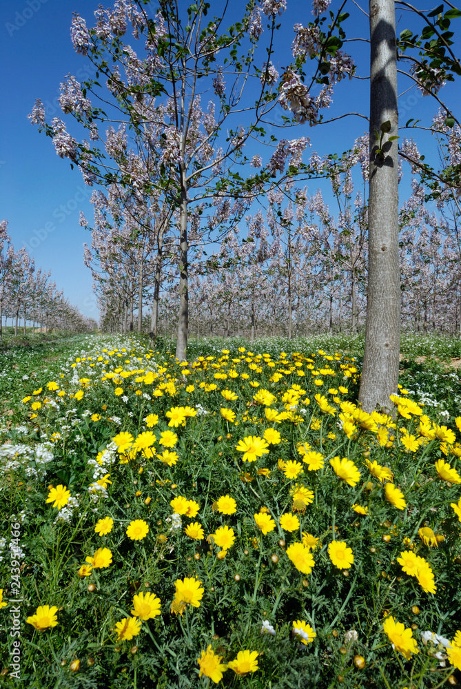 Obraz premium Israel, Lachish,