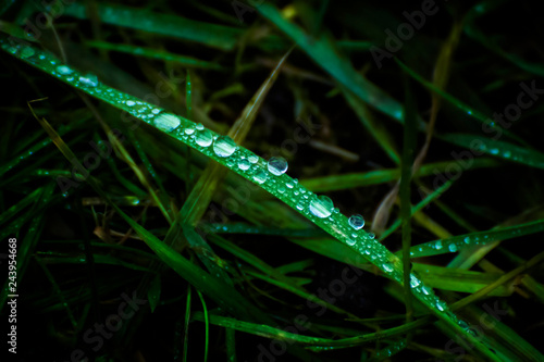 Image of dark grass on a meadow with drops of dew. Grass after rain.