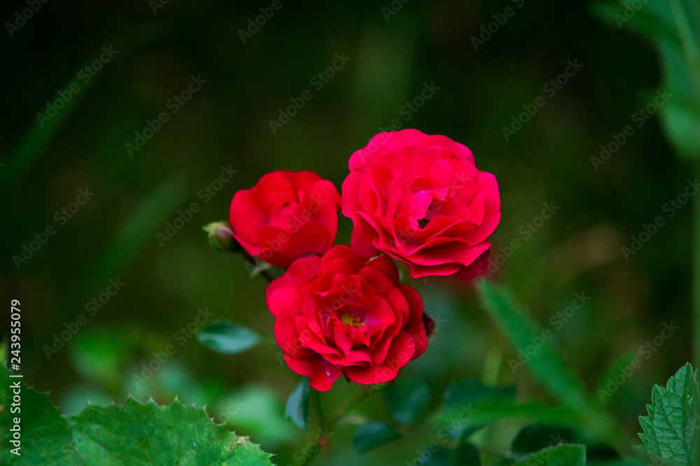 red rose in garden red rose in garden