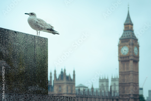 views of Big Ben by a pigeon
