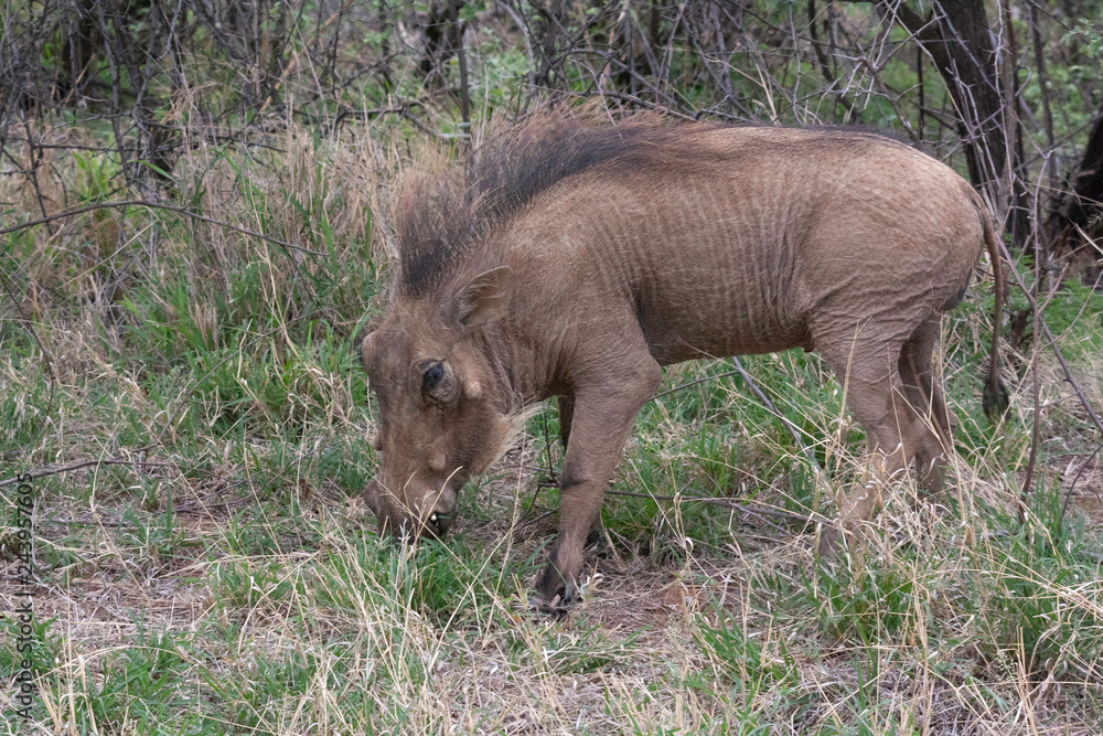 Warthog grazing in grass