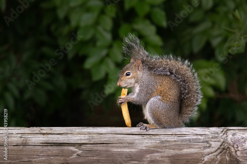 Fototapeta Naklejka Na Ścianę i Meble -  A squirrel stands on a deck rail calmly eating a fry. Tail wrapped up eyes focused forward with profile facing enjoying a found french fries.