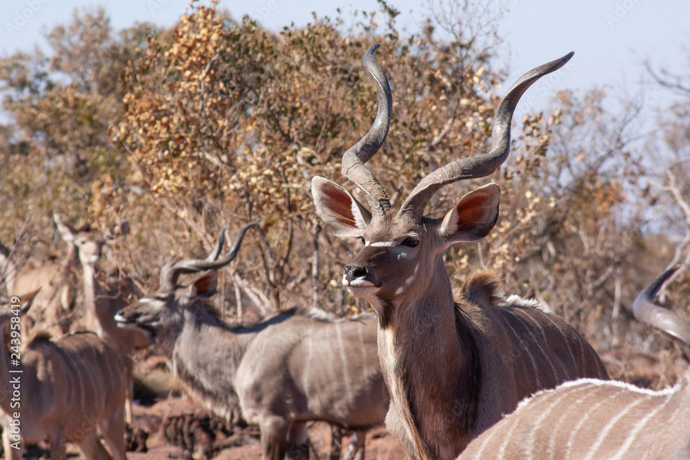Herd of kudu's in the wild Herd of kudu's in the wild