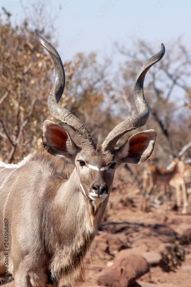 Close up of a kudu in the wild Close up of a kudu in the wild