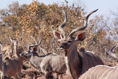 Herd of kudu s in the wild