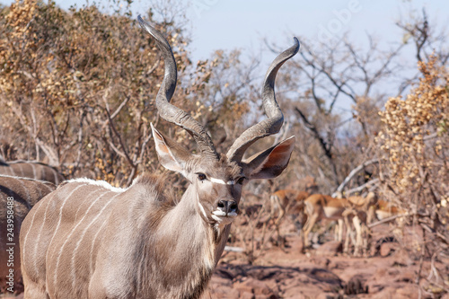 Herd of kudu s in the wild