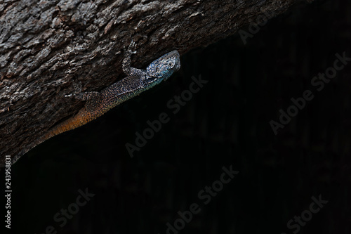 Close up view of a blue headed agama lizard (bloukop koggelmander) photo