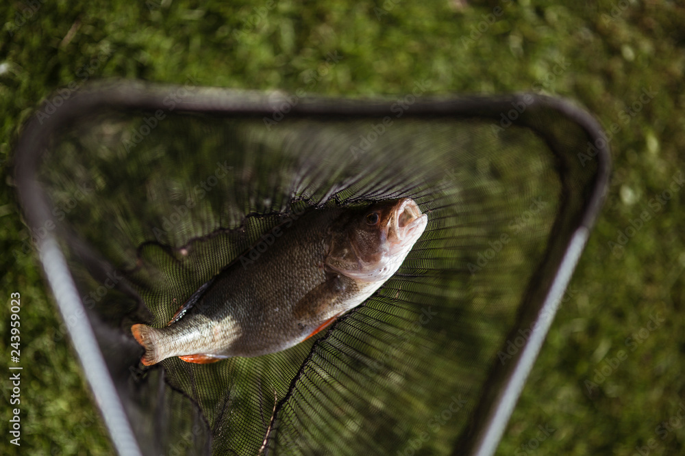 Fototapeta premium Fish caught on a fishnet